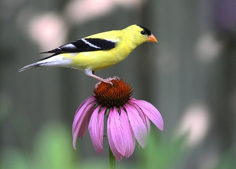 Echinacea purpurea and American Goldfinch. Photo: Will Stuart